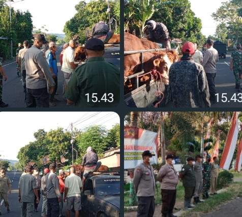 Petugas Gabungan Sekat Jalan, Antisipasi Penyebaran Virus PMK di Perbatasan Bondowoso - Situbondo