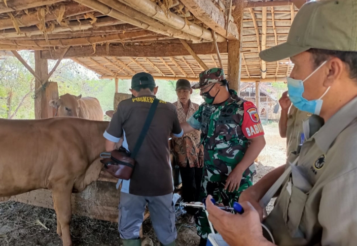 Babinsa di Banyuputih Cek Hewan Ternak Milik Warga Desa Sumber Waru