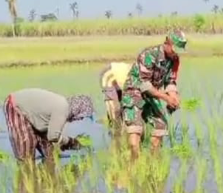 Babinsa Koramil 0823-07 Asembagus Dukung Ketahanan Pangan di Desa Wringin Anom