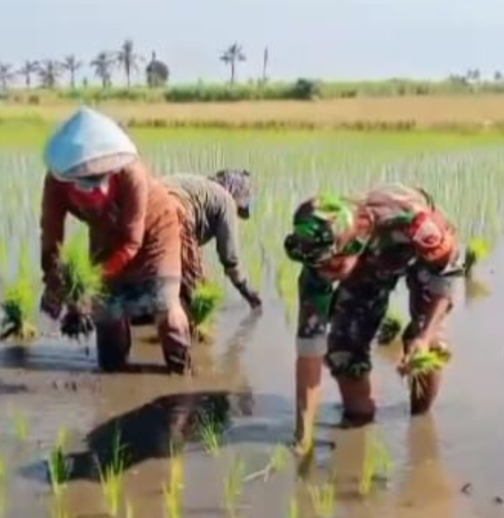 Babinsa Koramil 0823-07/Asembagus Turun ke Sawah, Wujudkan Ketahanan Pangan Bersama Petani