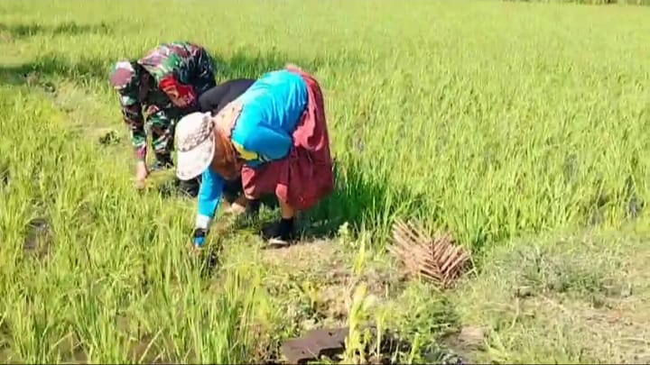 Babinsa Koramil 0823-09/Jangkar Dampingi Petani Desa Agel dalam Optimalisasi Pengairan Padi
