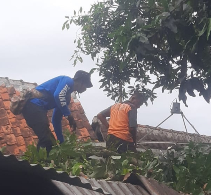 Babinsa Koramil 0823/02 Panji Aksi Cepat Evakuasi Pohon Tumbang di Kelurahan Ardirejo