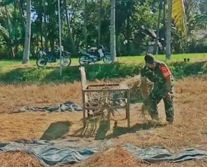 Babinsa Koramil 0823/03 Kapongan Dorong Ketahanan Pangan dengan Pendampingan Panen Padi