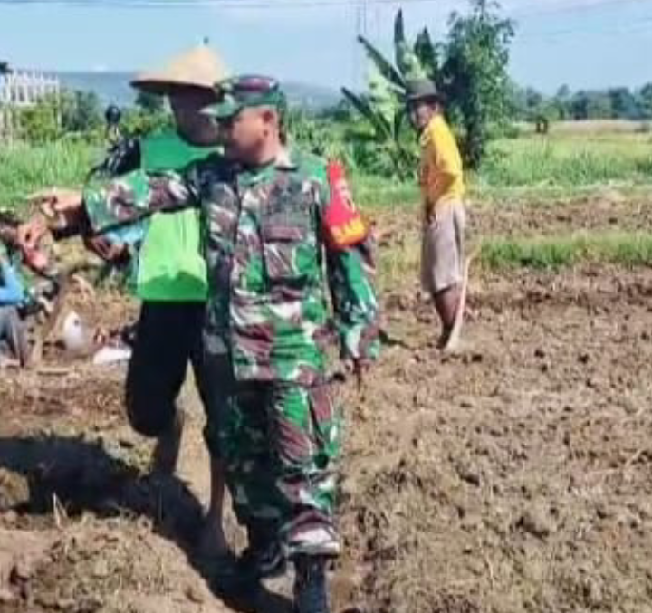 Babinsa Koramil 0823/11 Besuki Dampingi Petani Wujudkan Ketahanan Pangan