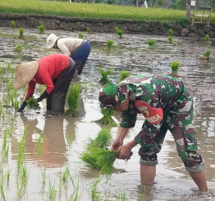 Babinsa Koramil 0823/14 Jatibanteng Dukung Petani Tingkatkan Produktivitas Padi