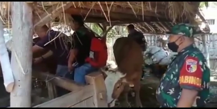 Babinsa Seliwung dan Dinas Kesehatan Situbondo Gelar Giat Vaksinasi Ternak Sapi