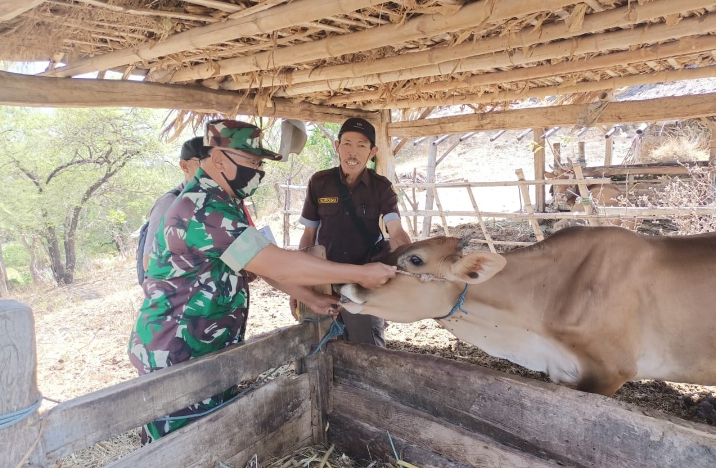 Babinsa Koramil 0823/08 Banyuputih Bersama Forkopimca Lakukan Himbauan Terkait PMK