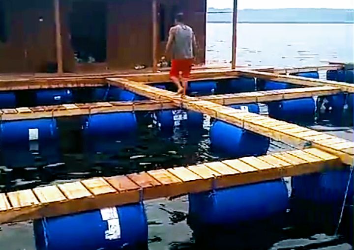 Budi Daya Lobster Bandar Laut Dunia Grup di Teluk Pangelek