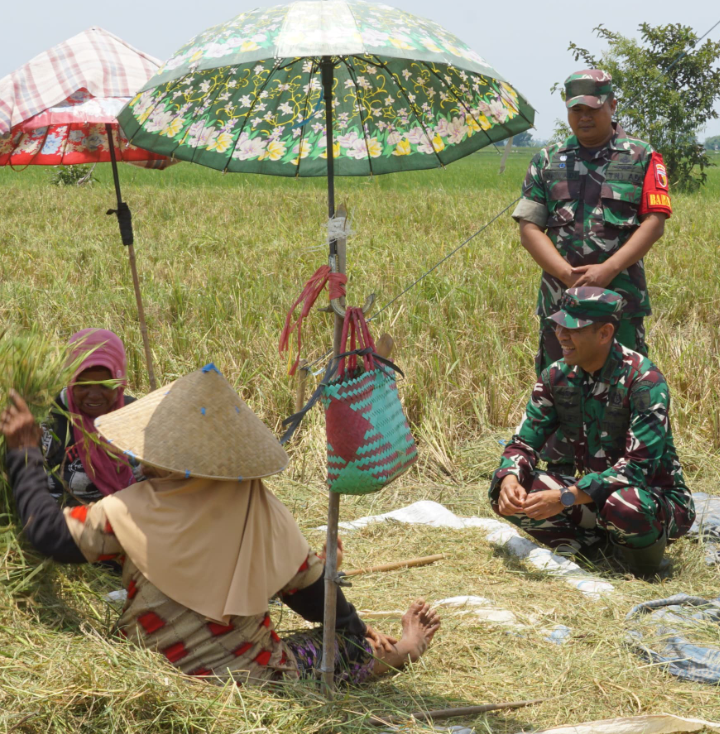 Dandim 0823/Situbondo Terjun Langsung ke Lokasi Panen Padi Bersama Petani di Desa Saletreng