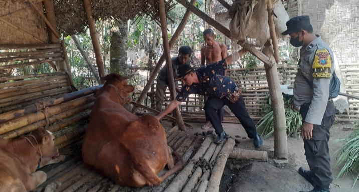 Kepala Desa Seputih Kecamatan Mayang Tidak Pernah Bosan Datangi Peternak Sapi Guna Beri Pengobatan