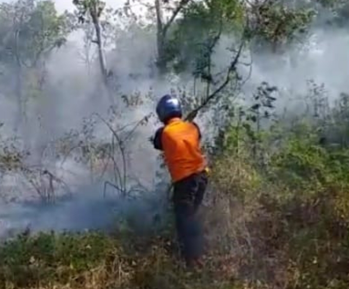 Seluas 2 Hektar Lahan Pohon Jati dan Ilalang di Desa Kotakan Utara Situbondo Alami Kebakaran