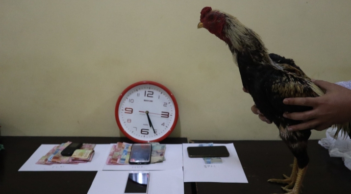 4  Pelaku Judi Sabung Ayam di Kendit Diamankan Buser Satreskrim Polres Situbondo