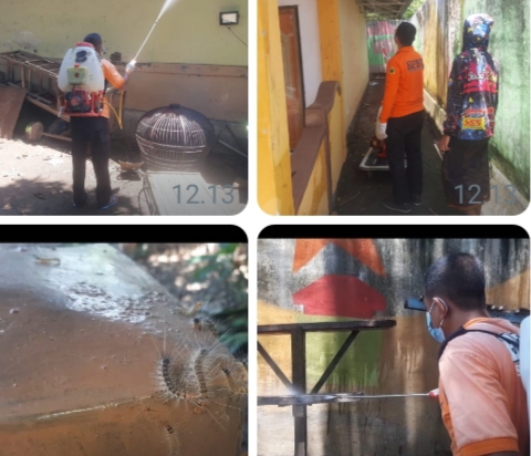 4 Hari Rumah Warga Mimba Diserang Ulat Bulu, BPBD kabupaten Situbondo Lakukan Penyemprotan