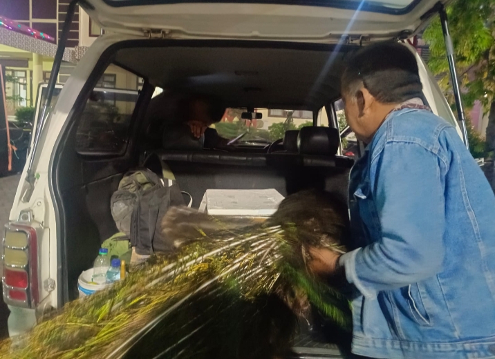 Tiga Pemburu Hewan Rusa dan Burung Merak Ditangkap Polisi Hutan Taman Nasional Baluran Situbondo