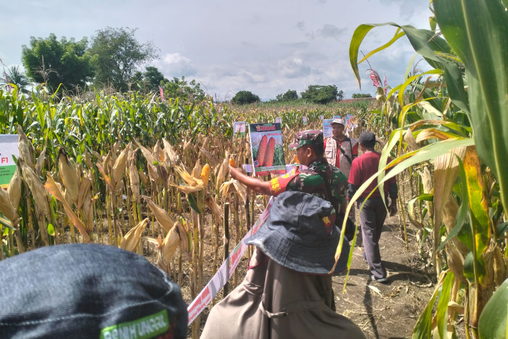 Dorong Produktivitas Pertanian dengan Pengenalan Bibit Jagung Unggul