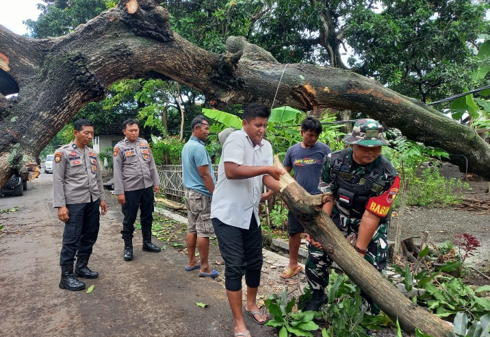 Gerak Cepat Babinsa dan Instansi Terkait atasi Pohon Tumbang di Kapongan