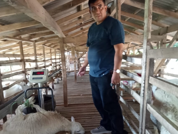 H. Imam Hidayat, Peternak Kambing dan Sapi di Situbondo yang Sukses Raup Omzet Ratusan Juta