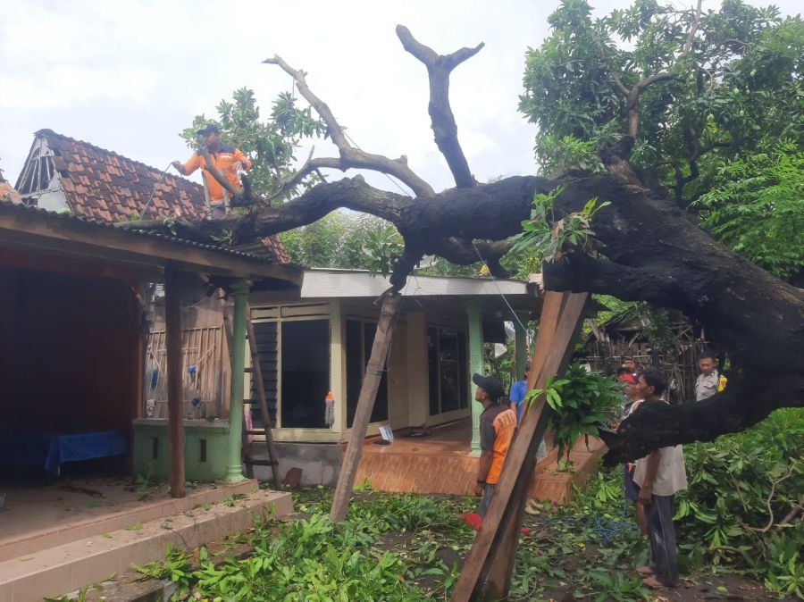Hujan Deras dan Angin Kencang Tumbangkan Pohon di Situbondo, Timpa 2 Rumah