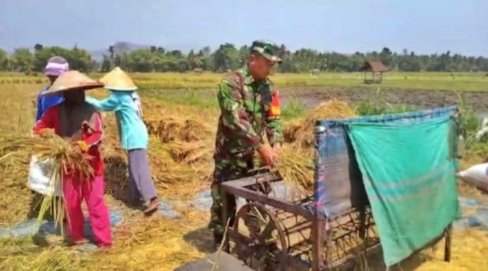 Koramil 0823/17 Banyuglugur Laksanakan Kegiatan Ketahanan Pangan Panen Padi