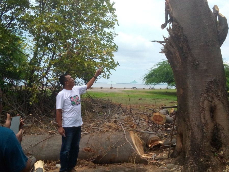 Lakukan Penebangan Kayu Sengon Bhuto Demi Keselamatan Semua Orang