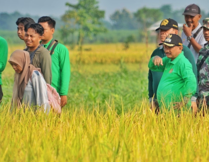 Pemkab Situbondo Panen Padi BK 01 dan 02 Agritan Bibit Varietas Unggul