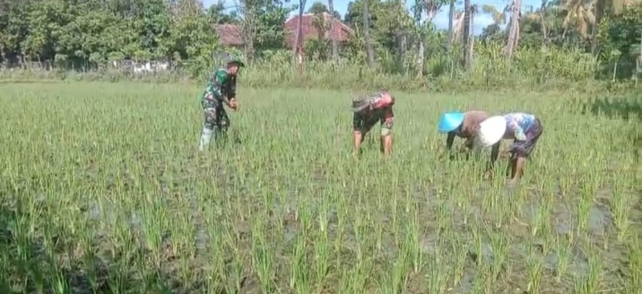 Peningkatan Hasil Panen Bersama Babinsa Koramil 0823-15 Bungatan