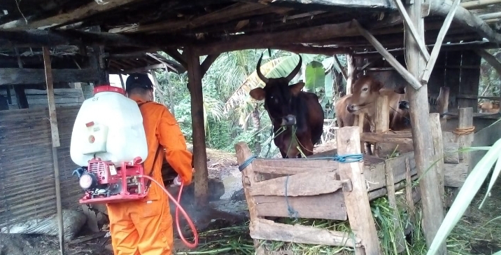 Penyemprotan Disinfektan Kepada Hewan Ternak Dilanjutkan di Kecamatan Arjasa