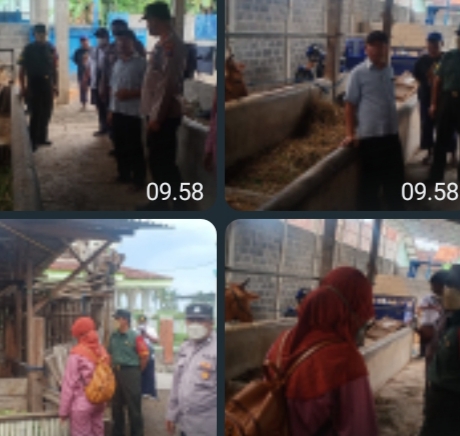 Petugas Gabungan Periksa Kesehatan Hewan Ternak di Kecamatan Jangkar