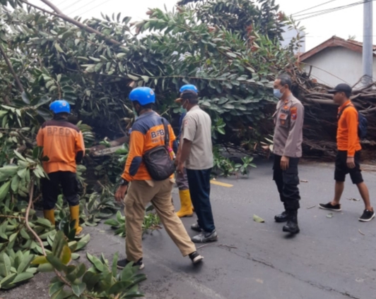 Pohon di Jalan Pantura Situbondo Tumbang Macetkan Arus Lalin, Kini Sudah Dievakuasi