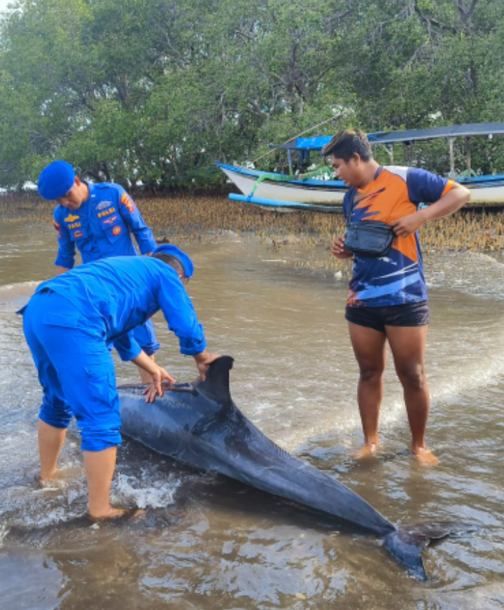 Polisi Evakuasi Lumba-lumba, Ditemukan Mati di Pantai Kampung Kerapu Situbondo