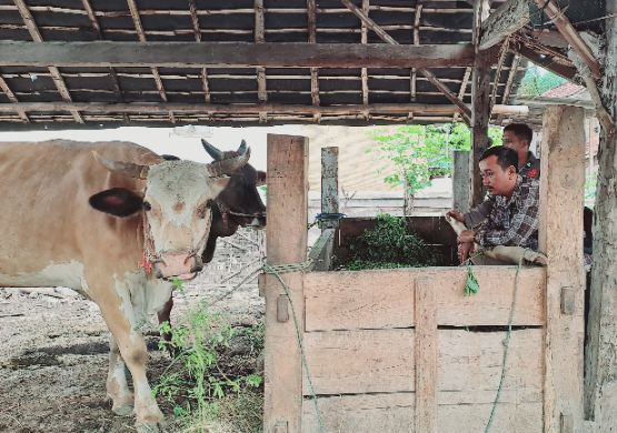 Polisi Respon Cepat Temukan Sapi Milik Warga Desa Saletreng yang Hilang