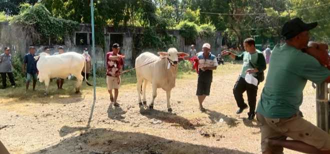 Ratusan Ekor Sapi dan Domba di Situbondo Ikuti Kontes Ternak