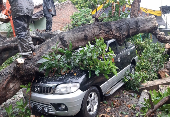 Hujan Deras dan Angin Kencang di Situbondo, Pohon Mangga Tumbang dan Timpa Mobil Warga Banyuwangi