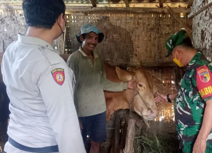 Sosialisasi Seputar PMK Terhadap Peternak oleh Babinsa dan Babinkamtibmas Sumber Malang