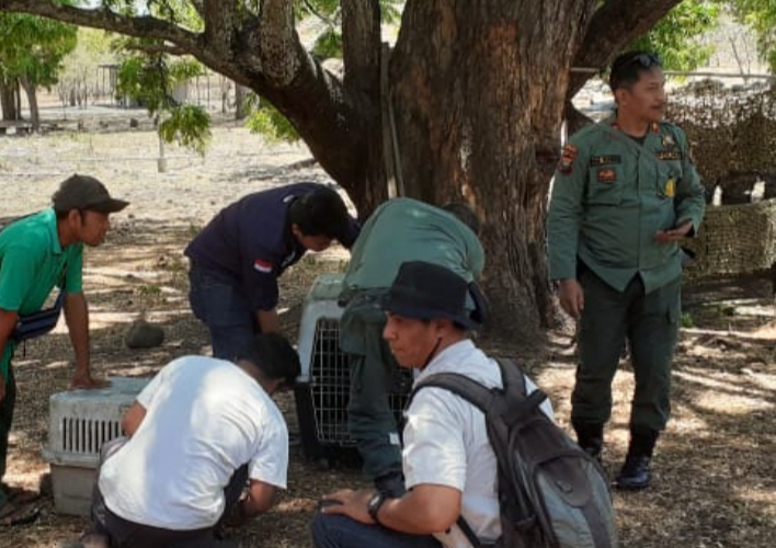 Taman Nasional Baluran Situbondo Melepasliarkan Sejumlah Hewan Trenggiling