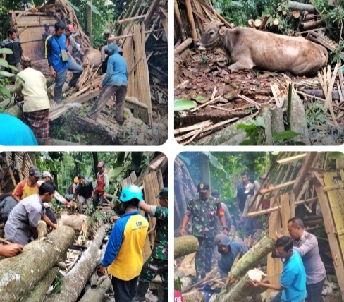 Hujan Lebat dan Angin Kencang Terjang Kecamatan Sumbermalang, Seekor Sapi Alami Patah Tulang
