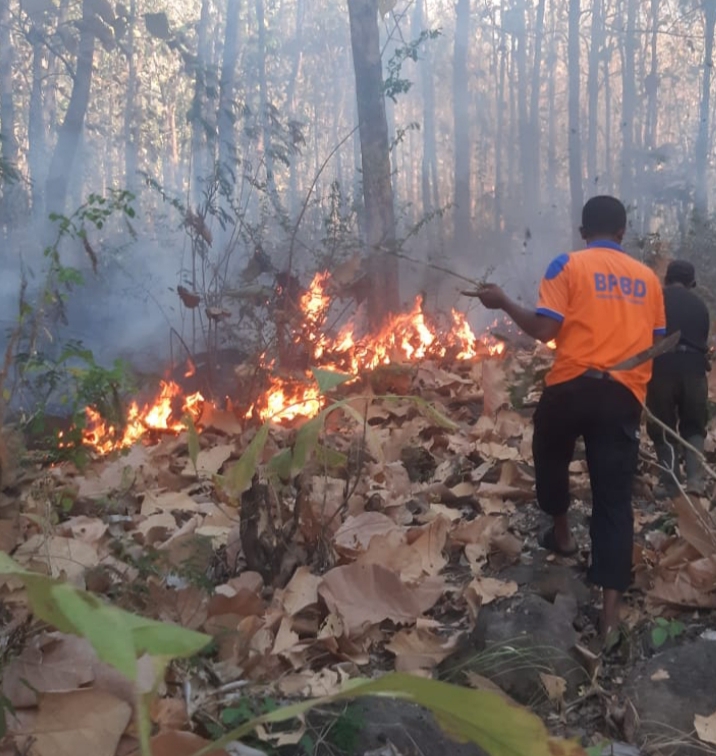 Kebakaran Sarasahan Hutan Jati Terjadi di Petak 37 E RPH Bungaran BKPH Panarukan dan Kembang Sambil