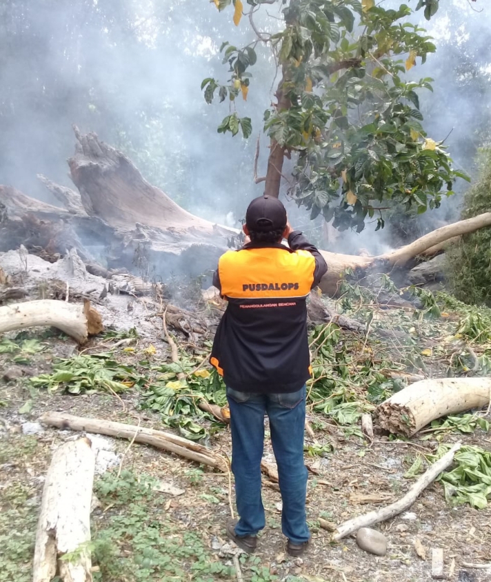 Pohon Purba Berusia Ratusan Tahun di Situbondo Terbakar dan Tumbang Disambar Petir