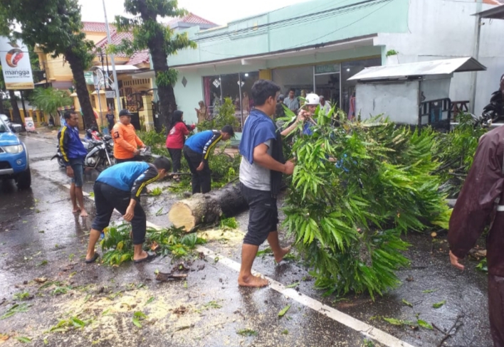 Terjang Pohon Angsana di Depan Kantor BRI Situbondo, Telah Ditangani