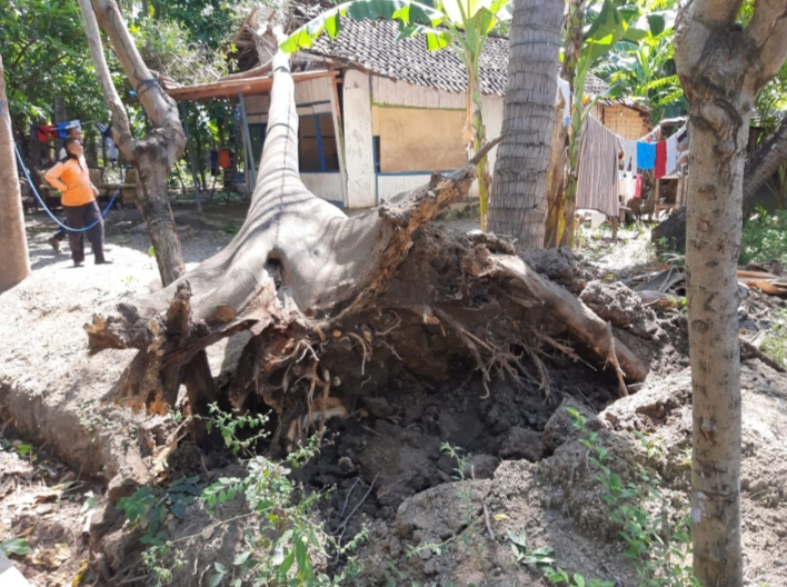 Pohon Berakar Lapuk Tumbang Timpa Sebuah Rumah Wanita Lansia di Kecamatan Banyuputih
