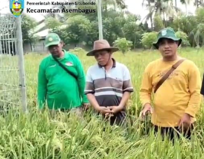 Tumbuh Bagus di Sawah Terkontaminasi Belerang