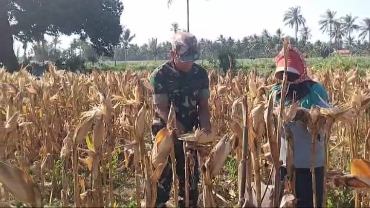 Wujud Dukungan untuk Ketahanan Pangan, Babinsa Koramil 0823/08 Banyuputih Dampingi Panen Jagung