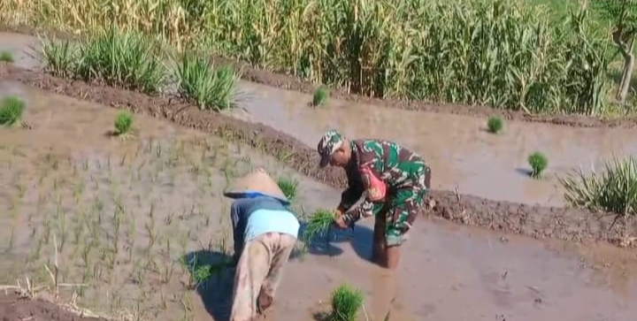 Wujudkan Ketahanan Pangan, Babinsa Koramil 0823/13 Mlandingan Lakukan Pendampingan Tanam Padi